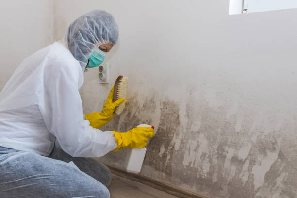 Best Industrial Mold Remediation  in West Wyoming, PA