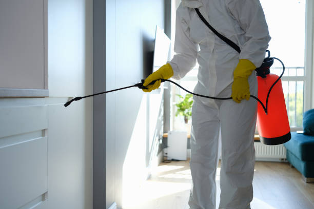 Best Black Mold Removal  in West Wyoming, PA