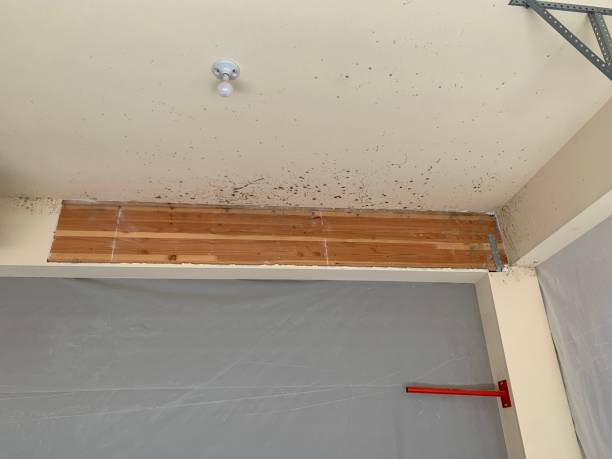 Best Air Quality Testing for Mold Spores  in West Wyoming, PA